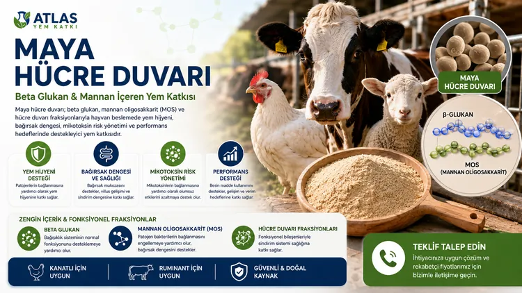 Maya Hücre Duvarı