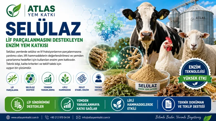 Selülaz