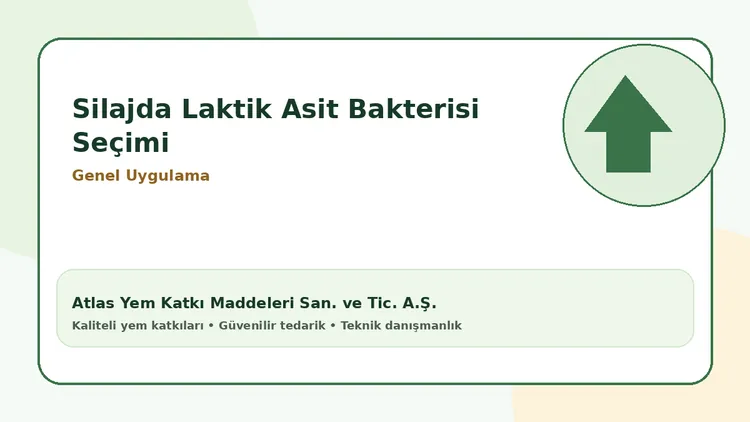 Silajda Laktik Asit Bakterisi Seçimi