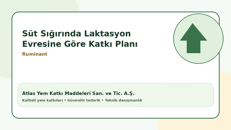 Süt Sığırında Laktasyon Evresine Göre Katkı Planı